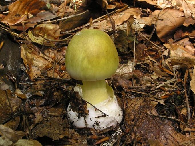 澳洲部分地区现剧毒蘑菇 民众警惕勿食用